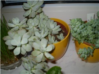 7f1cbb4d-Picture 1086.jpg